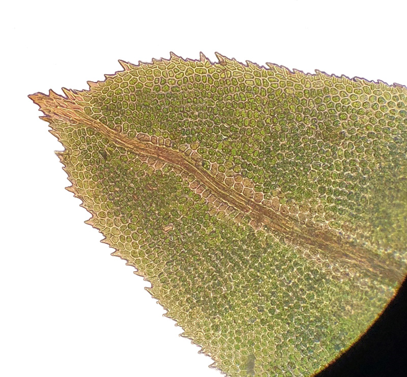 Fissidens adianthoides